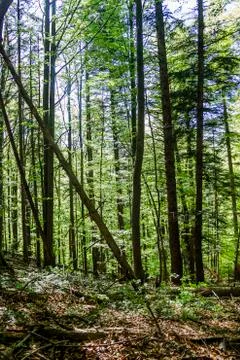 A deep forest Stock Photos