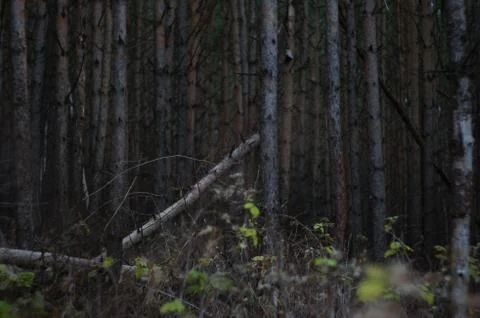 Deep forest Stockfoto's