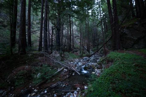 Deep in the Forest Stock Photos