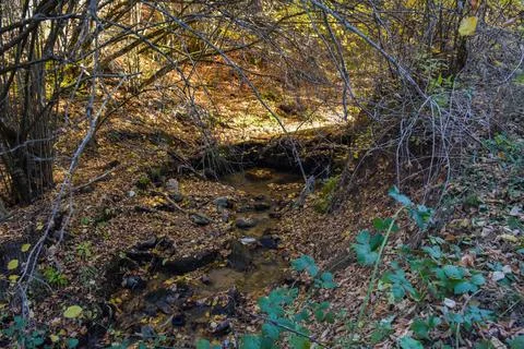 Deep forest Stock Photos