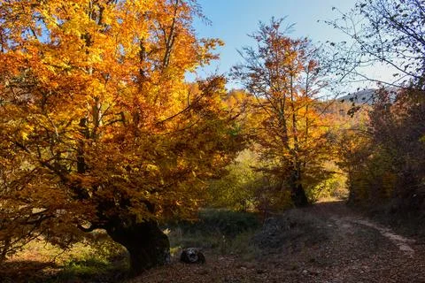 Deep forest Stock Photos