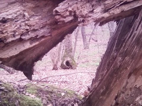 Deep forest Stock Photos