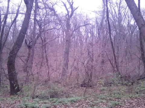 Deep forest Stock Photos