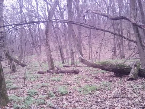 Deep forest Foto stock