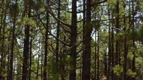Deep forest. Pine trees passing by. Pine trees close view 2 Stock-Footage 196729191