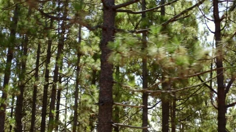 Deep forest. Pine trees passing by. Pine trees close view. 3 Vidéo 196729249