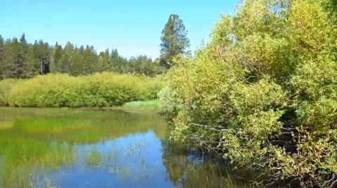 Deep Forest Pond Stock-Footage 39386646