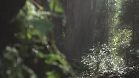Deep in the forest, Redwood National Park Stock Footage