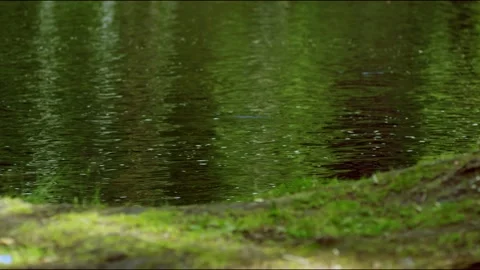 Deep forest river Stock Footage 136359646