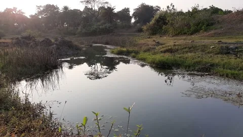 Deep forest river view with sunset. Stock Footage 148457964
