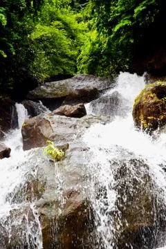 Deep forest river wild waterfall view. Forest river wild landscape. Wild rive 写真素材