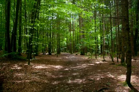 Deep forest, road goes through spruce trees. Shadows from branches. Landscape Stock Photos