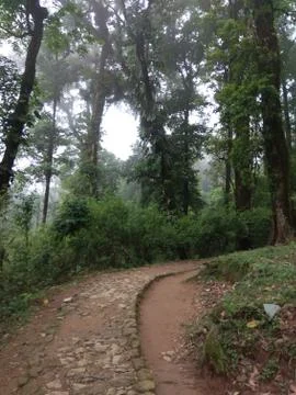 Deep forest road Фото