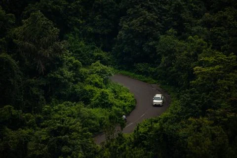 Deep forest road Stock Photos