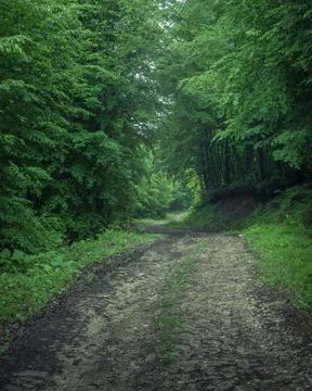 Deep forest road Stock Photos