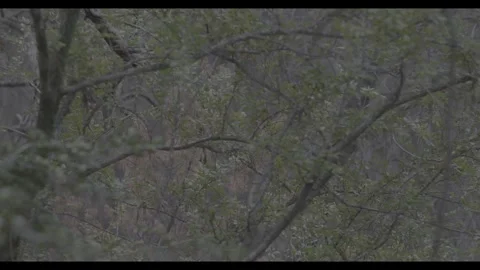 Deep Forest Secrets: Pristine Nature Scenes Stock Footage 277494110