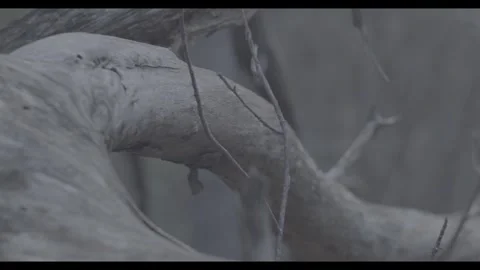 Deep Forest Secrets: Pristine Nature Scenes Stock Footage 277494139