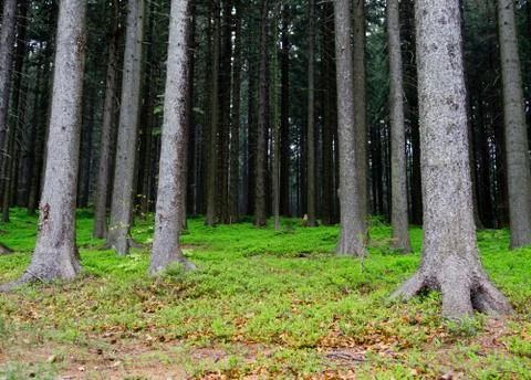 Deep forest with small bilberries Stock Photos