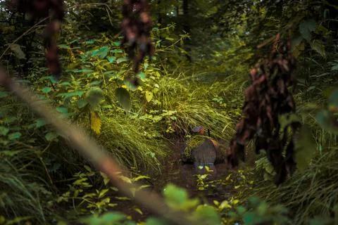 Deep in a forest by a small pond Stock Photos