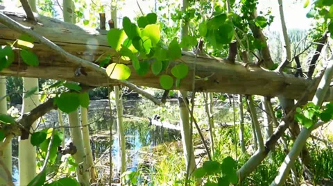 Deep Forest Spooner Lake Video stock 39647136