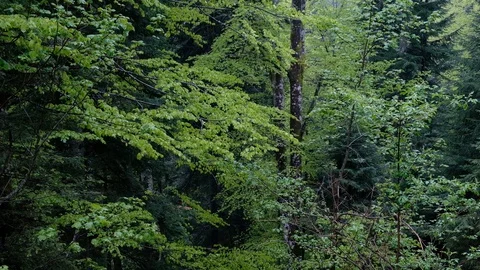 Deep forest in spring with light green leaves on a cast day Stock Footage 130147696