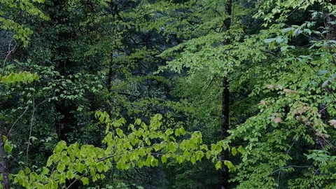Deep forest in spring with light green leaves on a cast day Stock Footage 130148677