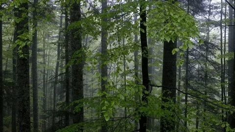 Deep forest in spring with light green leaves on a cast day Stock Footage 130149202