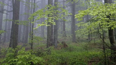 Deep forest in spring with light green leaves on a cast day Stock Footage 130149684