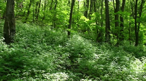 Deep forest at springtime - steadicam panning Stock Footage 40370353
