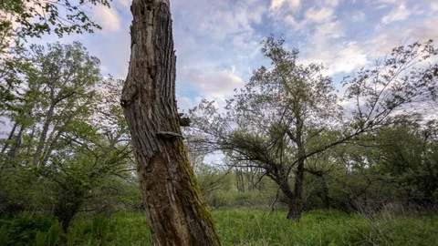 Deep forest, summer, Russia Stock Footage 124133917