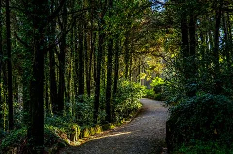 Deep forest with tall trees Stock Photos