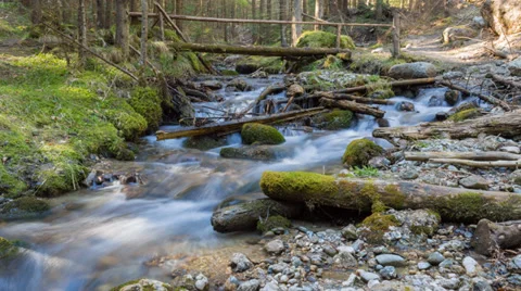 Deep in the forest, time lapse, forest scene at small creek in the spring Stock Footage 36477303