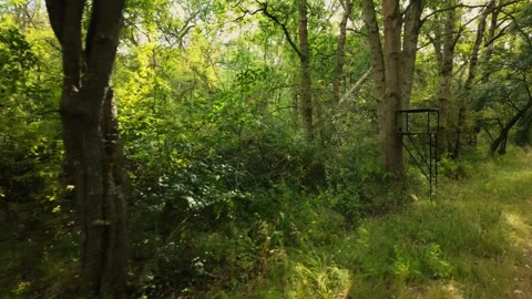 Deep in the forest, towards and forcusing on a lookout tower attached to a tree Stock Footage 344992435