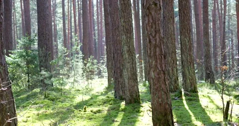 Deep forest tree with sun rays Stock Footage 274391732