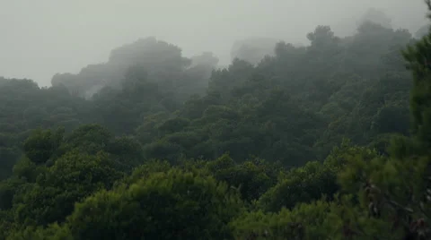 Deep forest tree tops in overcast weather fog and mist Stock Footage 68788099