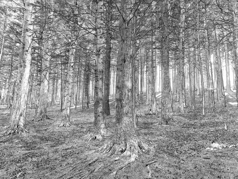 Deep in the forest, trees, branches and leaves natural background, in the w.. Stock Illustration