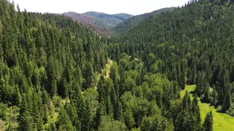 Deep Forest Valley 4K Drone Tracking Shot 스톡 동영상 279098960