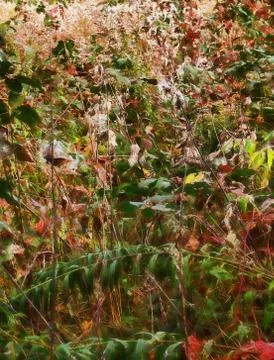 Deep forest vegetation Stock Photos