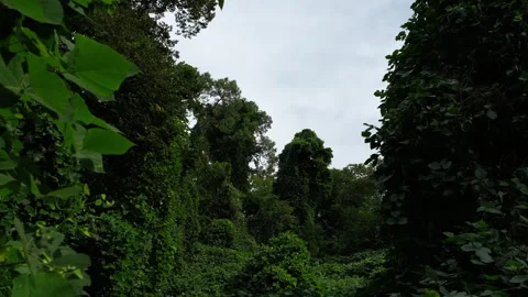 Deep forest view with dark tree trunks and vibrant green vine canopy Vídeo Stock 347875472