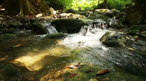 Deep forest waterfall Stock Footage 38241201