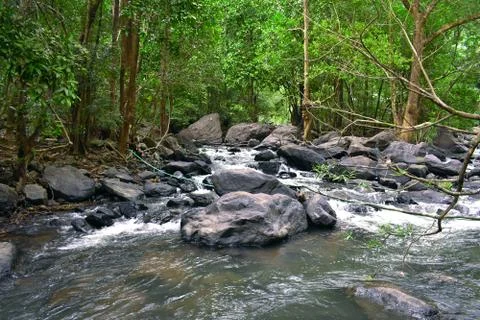 A deep forest from which river is flowing down Stock Photos