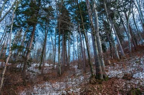 Deep forest in winter with small amount of snow and on sunny weather Stock-Fotos