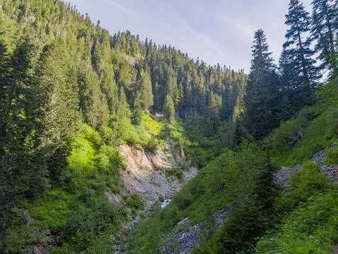 Deep forested gorge with stream in Washington state Foto stock