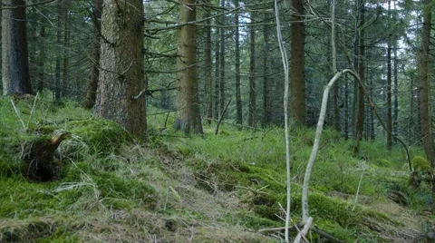 Deep Forrest 動画素材 63224120