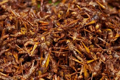 Deep Fried grasshopper, fried insect, Thai street food market Stock Photos