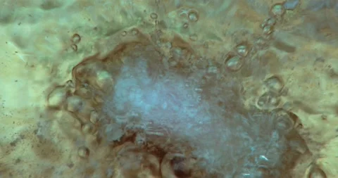 Deep-fried squid Stock Footage 162657067