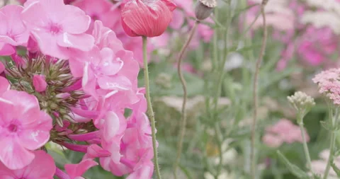 Deep in the garden Stock Footage 132392019