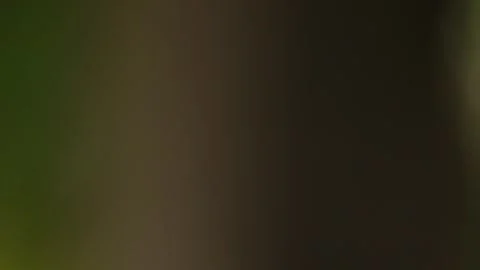 Deep Green Abstract Blur Background with Soft Natural Tones Stock Footage 325476634