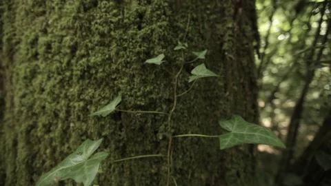 Deep green and brown forest Stock Footage 146456611