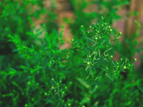 The deep green background of the aster flower at the beginning of the bloom. Stock Photos